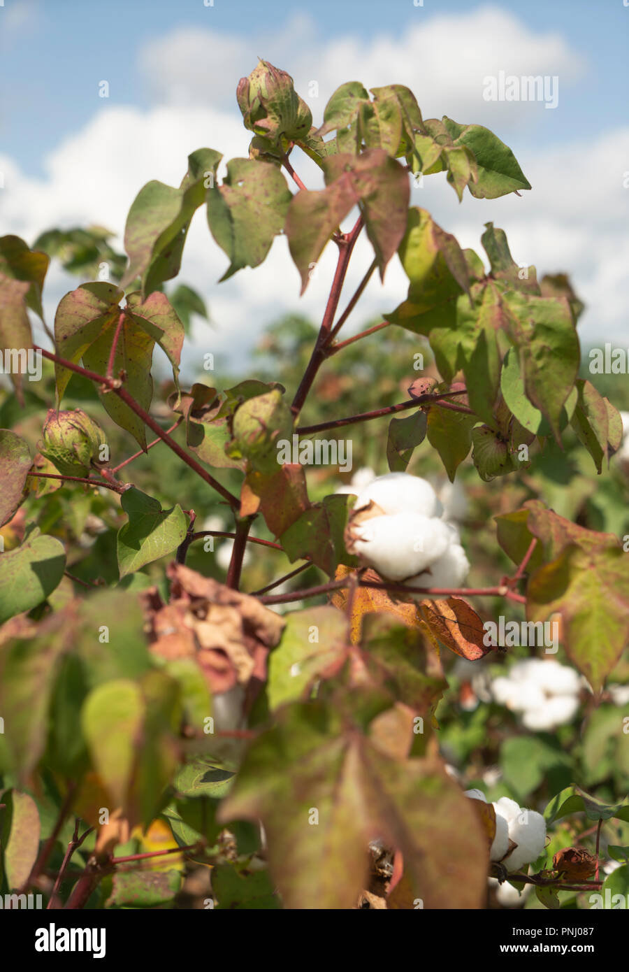 In stretta su un campo agricolo di piante di cotone boll maturo e pronto per la mietitura Foto Stock