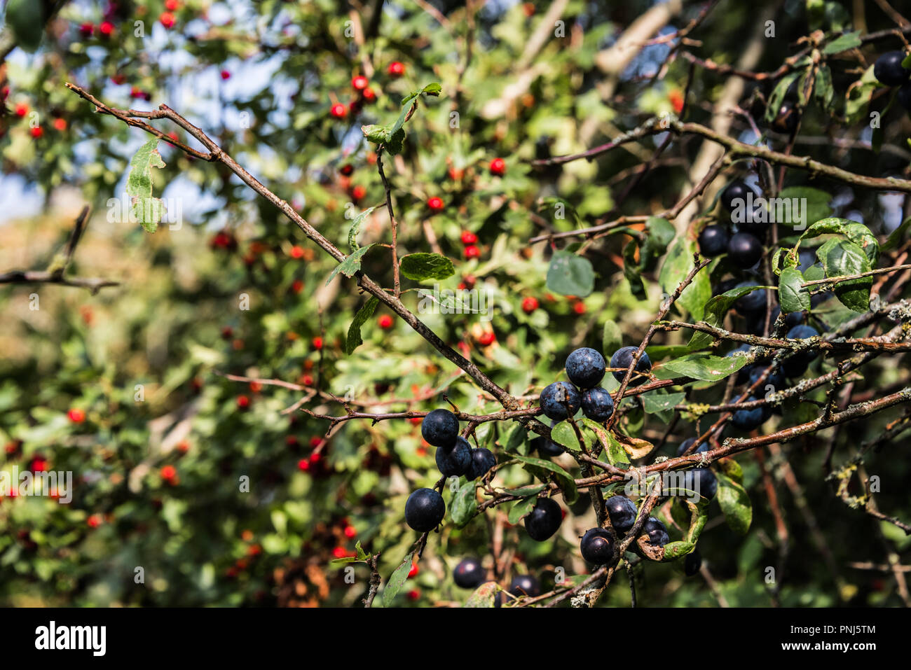 Sloe e biancospino bacche in un inglese di siepe, Wiltshire, Regno Unito, Settembre 2018 Foto Stock