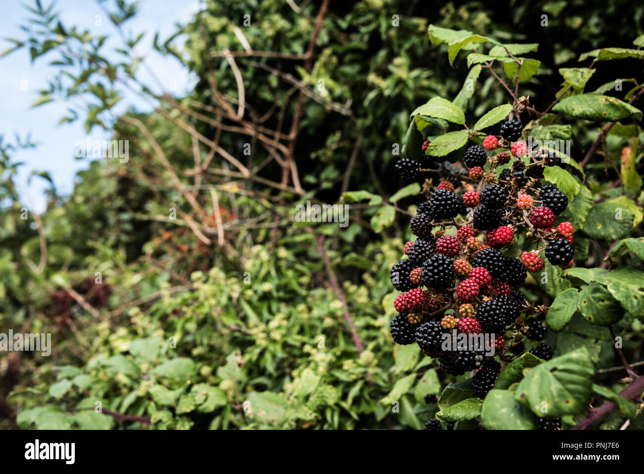 Frutti in autunno in un inglese di siepe, Wiltshire, Regno Unito, Settembre 2018 Foto Stock