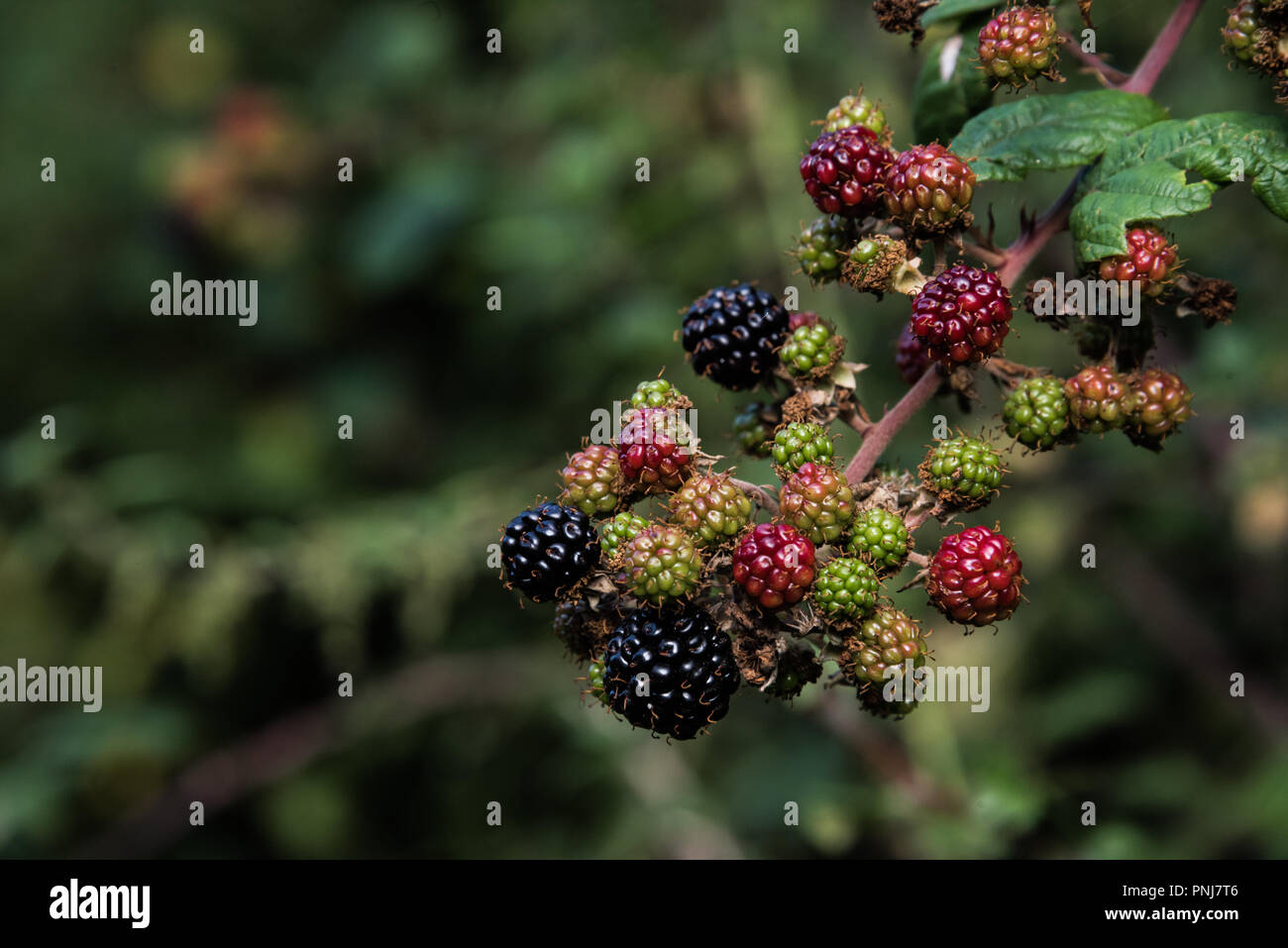 Frutti in autunno in un inglese di siepe, Wiltshire, Regno Unito, Settembre 2018 Foto Stock