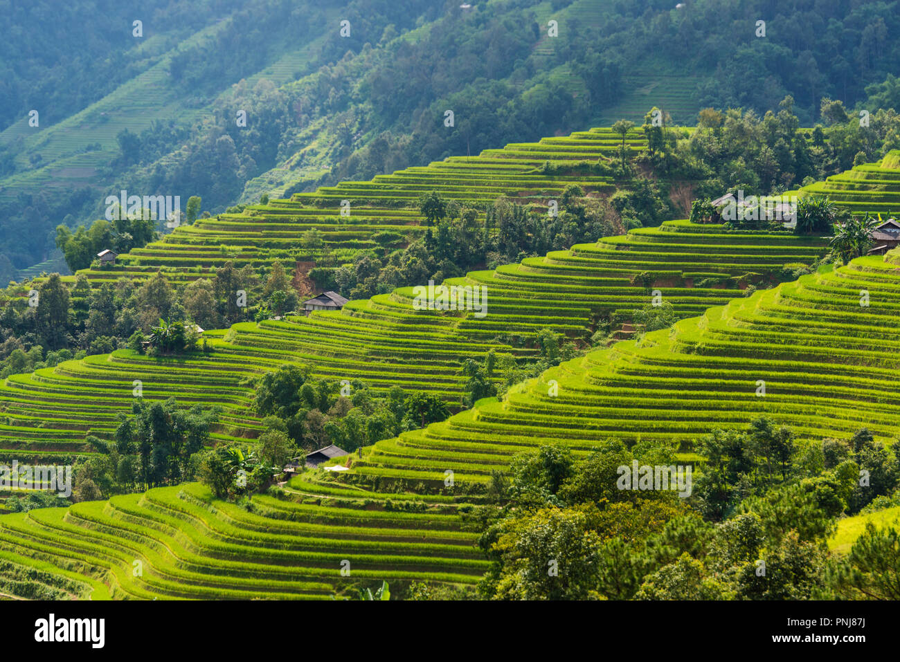 Terrazze in campo Hoang Su Phi, Ha Giang, Vietnam Foto Stock