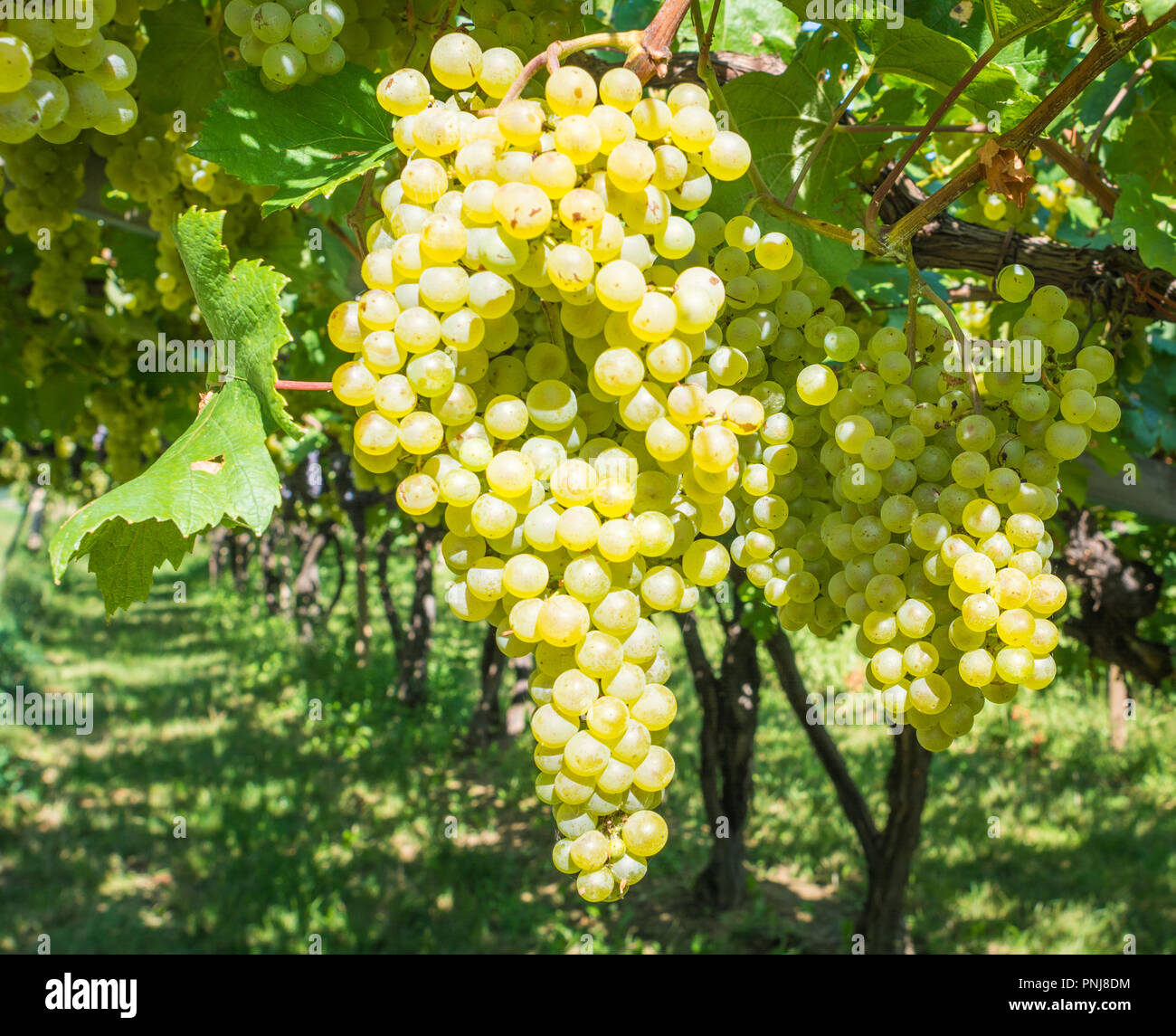 Le uve Chardonnay sulla vite in vigneto, Alto Adige, Italia. Lo Chardonnay è un verde-pelato varietà delle uve utilizzate per la produzione di vino bianco. Foto Stock
