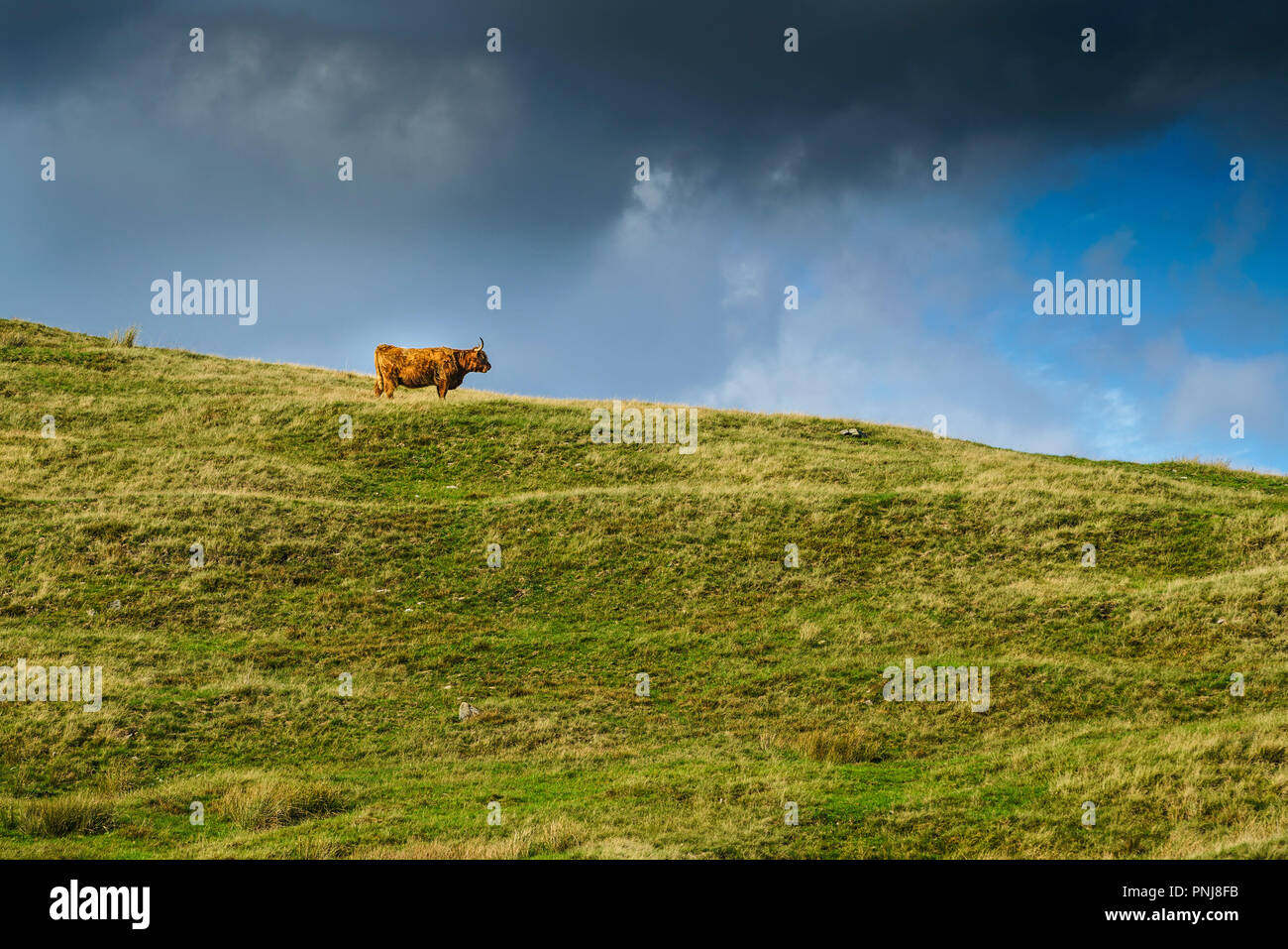 Lone highland mucca sul pendio di una collina a guardare nel la distanza. Soleggiato ma sotto la nube scura Foto Stock