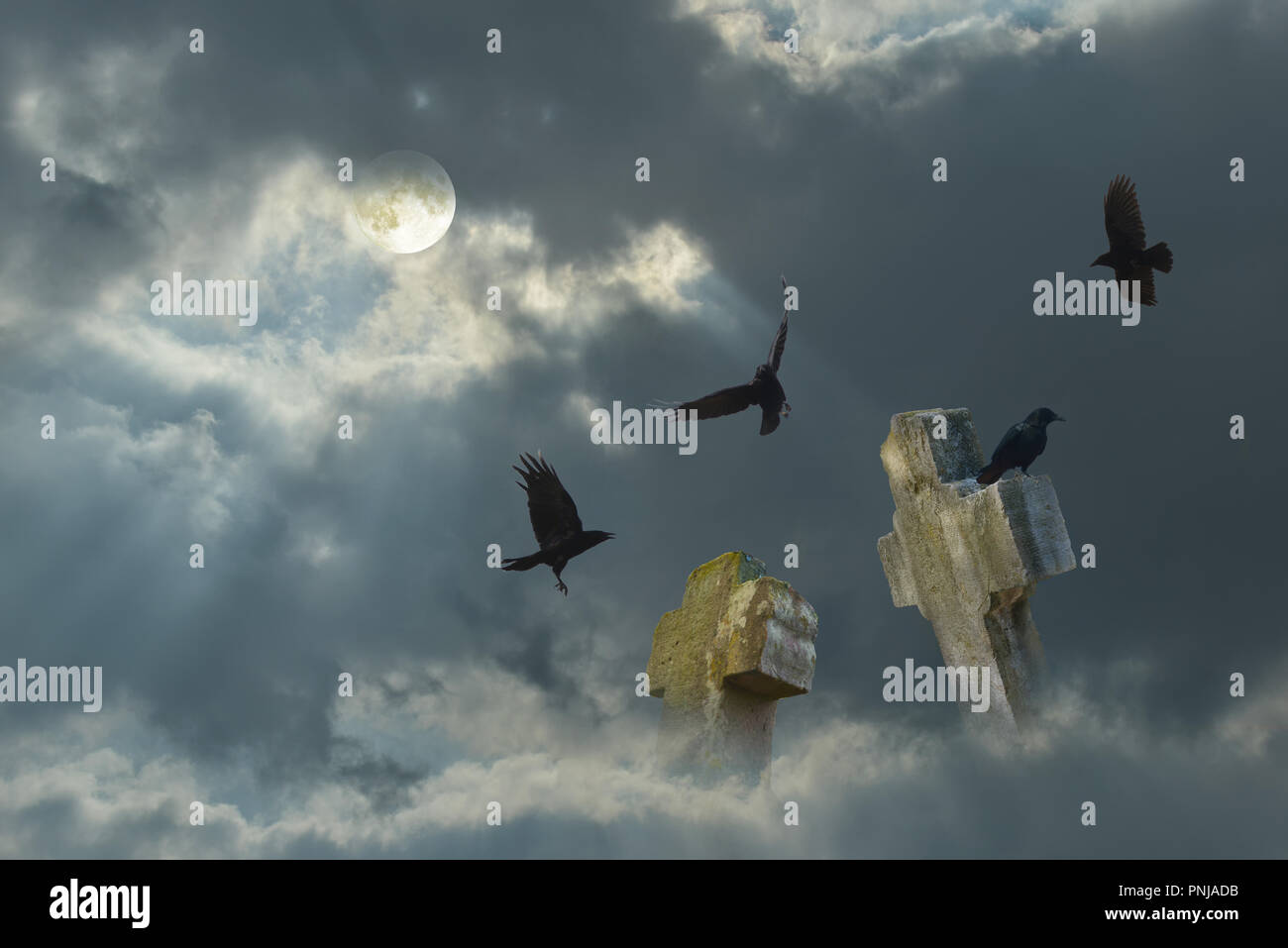 Corvi durante la luna piena nel cimitero Foto Stock