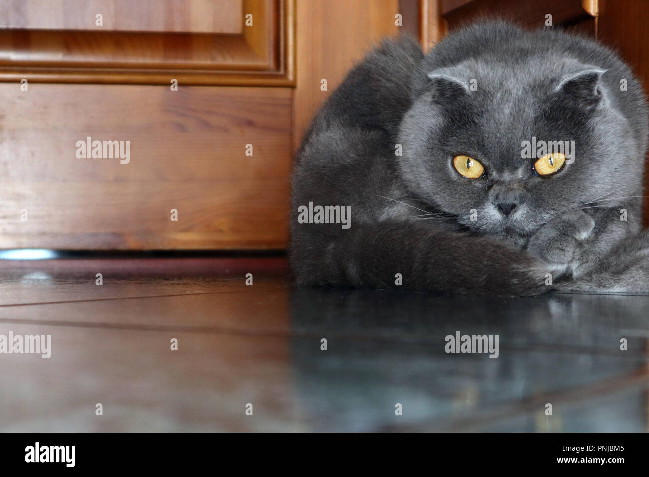 Divertente carino color fumé Scottish Fold cat in appoggio sul pavimento in country house Foto Stock