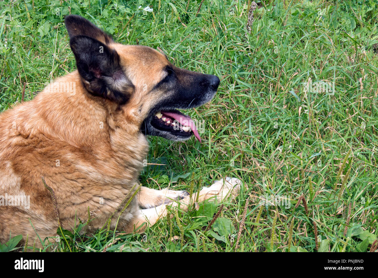 Rosso simpatico cane pastore in appoggio sull'erba con la bocca aperta Foto Stock