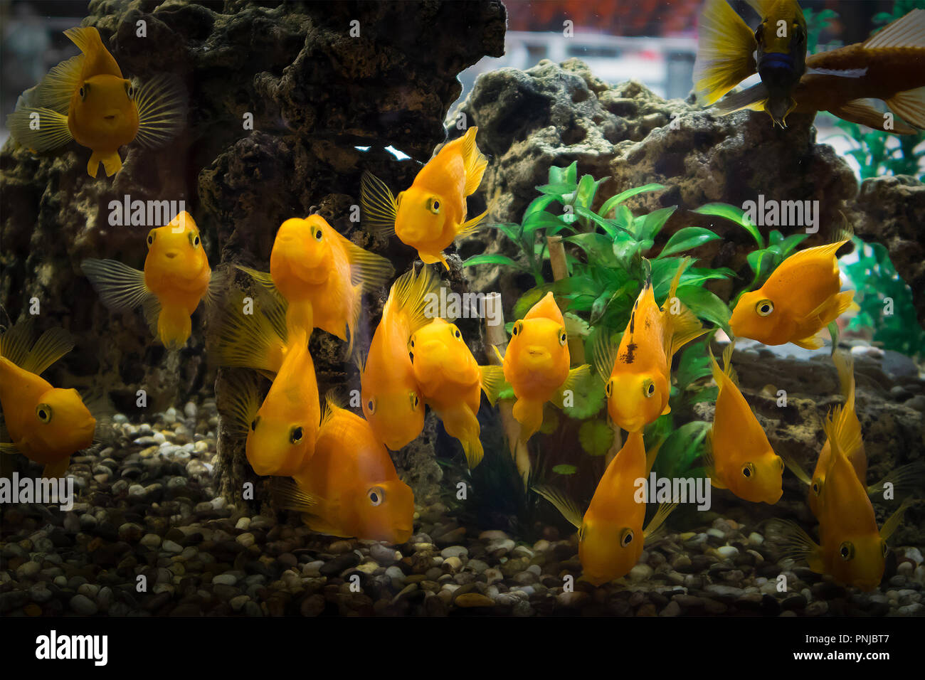 Un gregge di curioso arancione pappagalli di pesce in acquario di guardare direttamente la fotocamera. Oscurato vignette Foto Stock