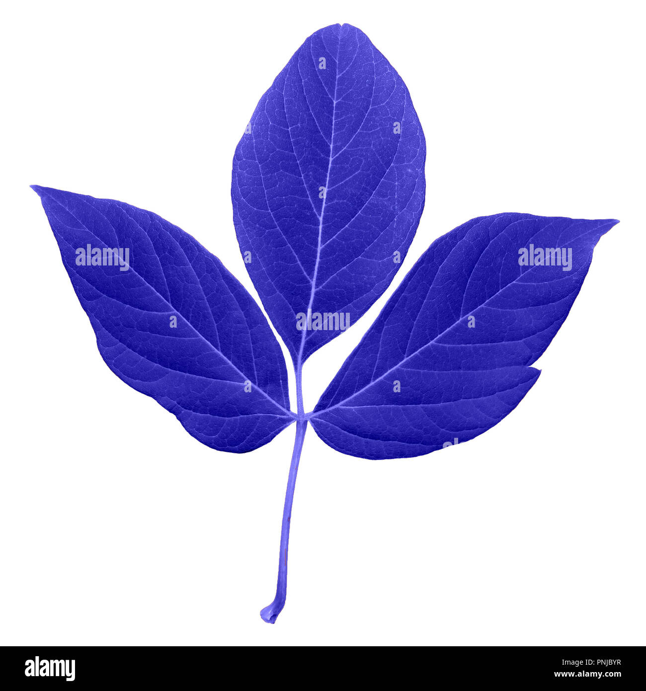 Naturale di colore blu foglie fresche con gambo di trifoglio, con un sacco di striature isolati su sfondo bianco Foto Stock