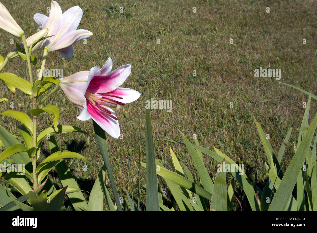 Romantico boccola crescente di gigli bianchi con nucleo di viola e stami contro erba tagliata campo Foto Stock