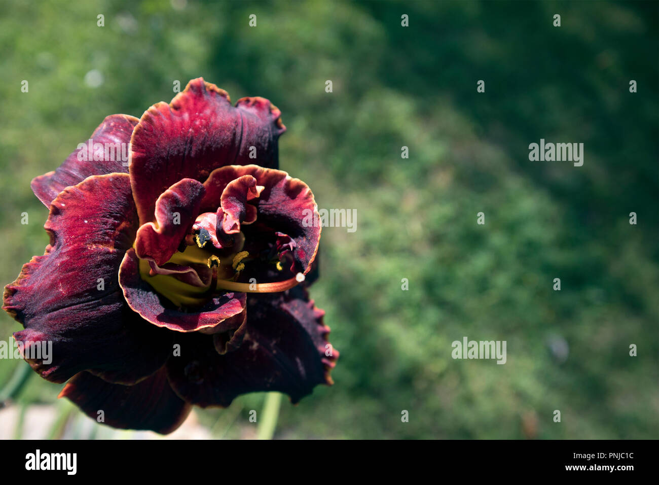 Bella borgogna erba del fiore di giardino terry tulip lussureggiante con petali closeup Foto Stock