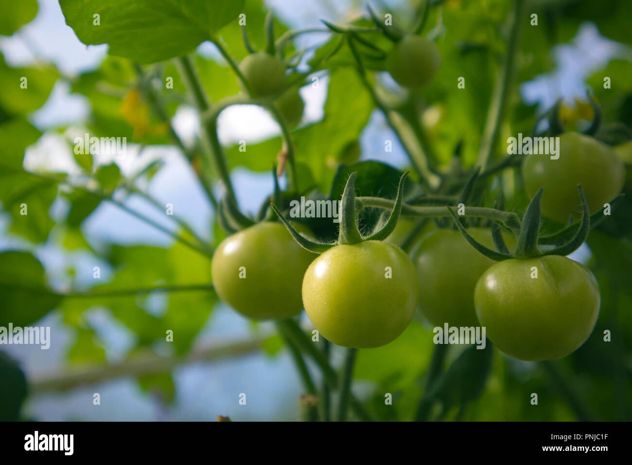 Il ramo verde con la maturazione dei pomodori che crescono in la warm house Foto Stock