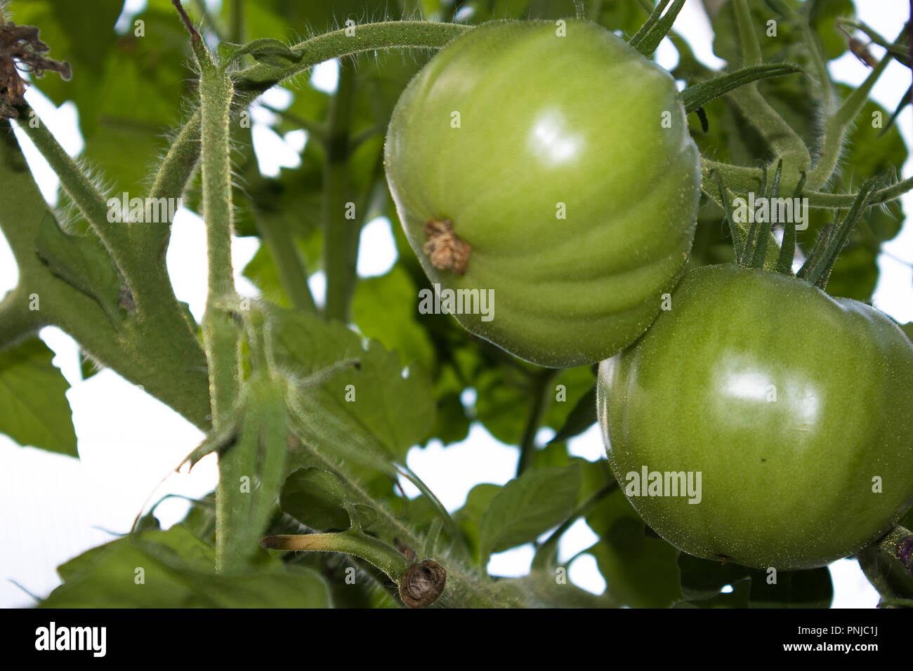 Il ramo verde con la maturazione dei pomodori che crescono in la warm house Foto Stock