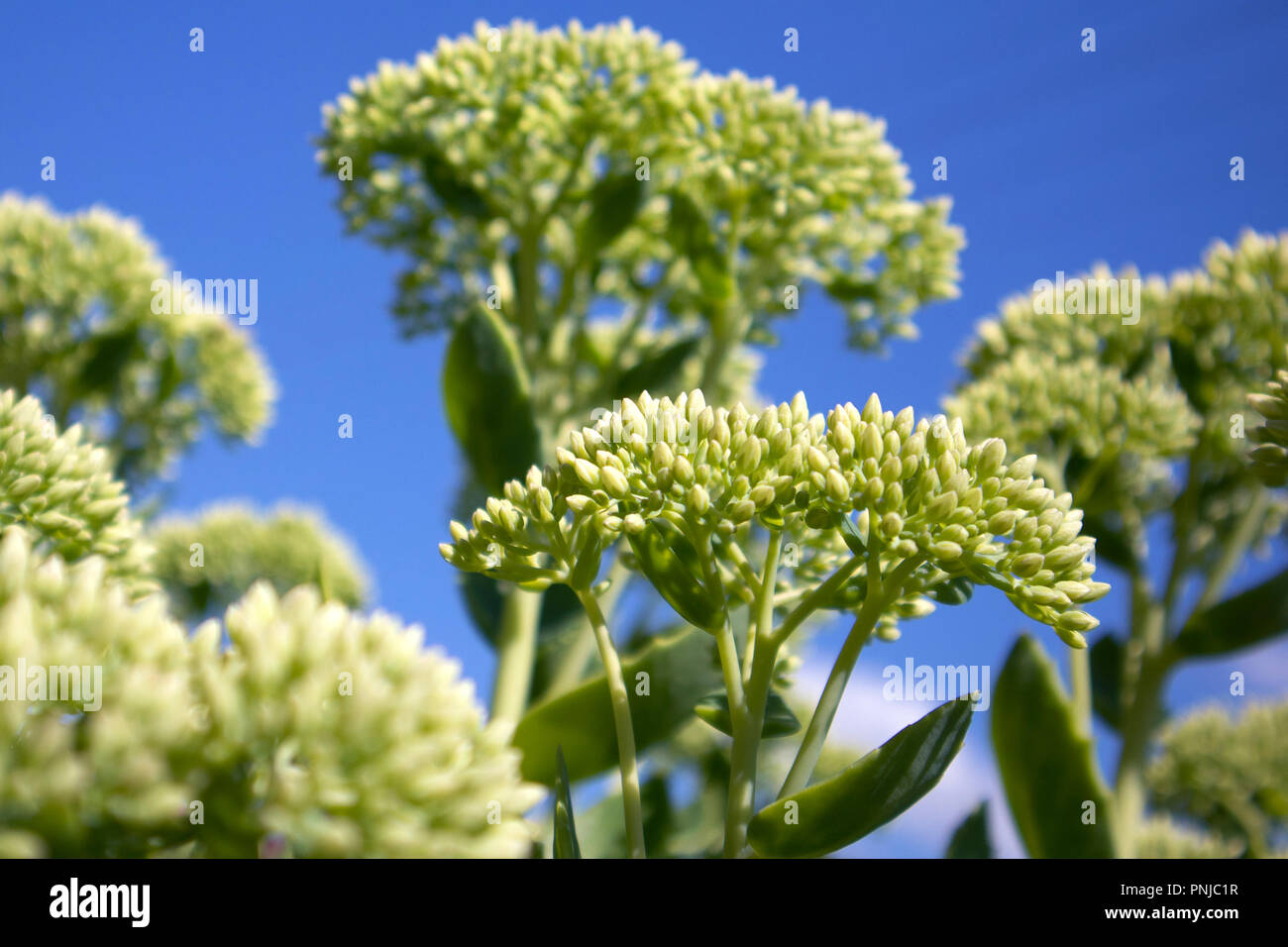 Verde giovane crescente bush di Sedum con grappoli di gemme luminose contro il cielo blu Foto Stock