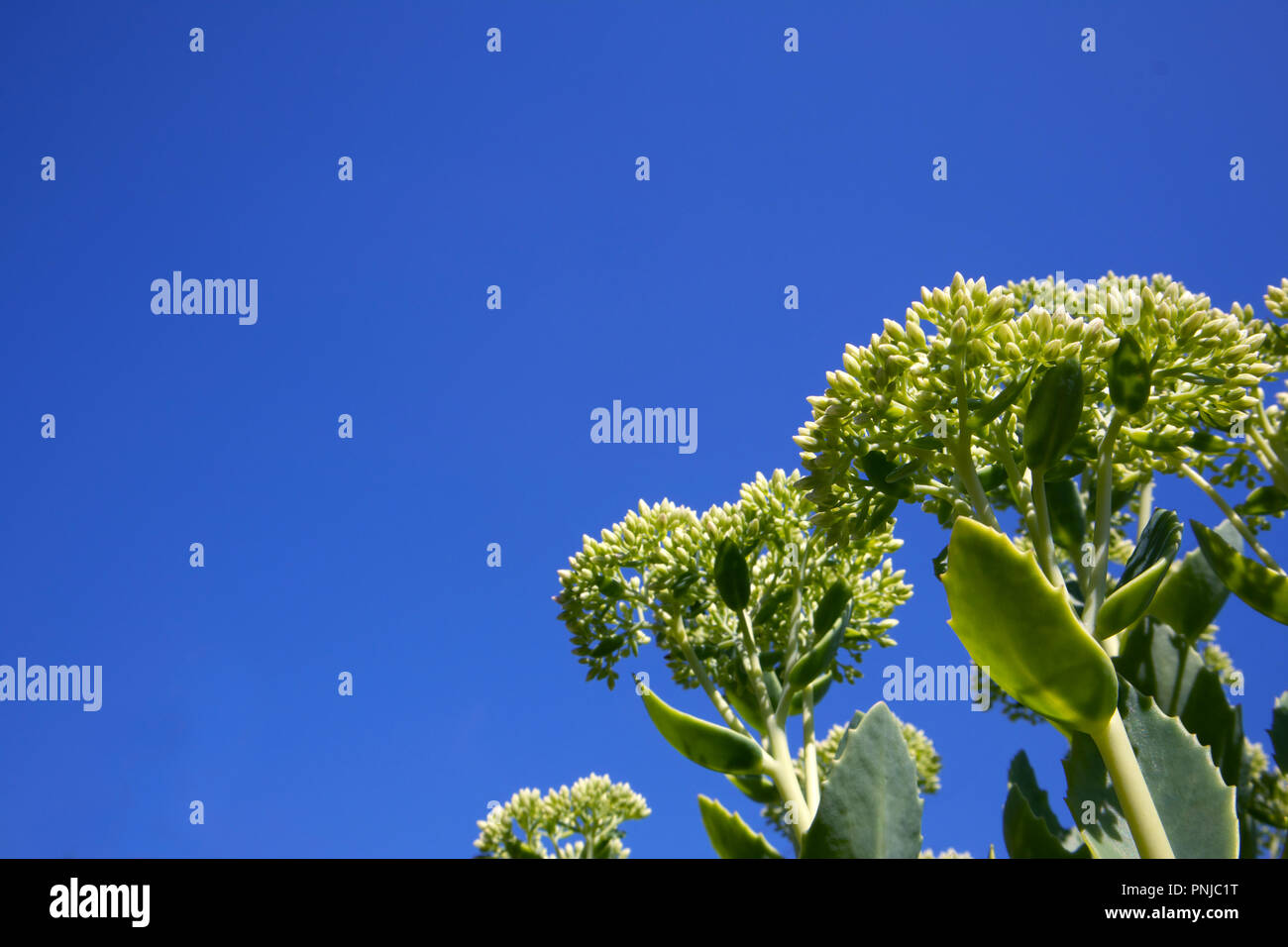 Verde giovane crescente bush di Sedum con grappoli di gemme luminose contro il cielo blu Foto Stock
