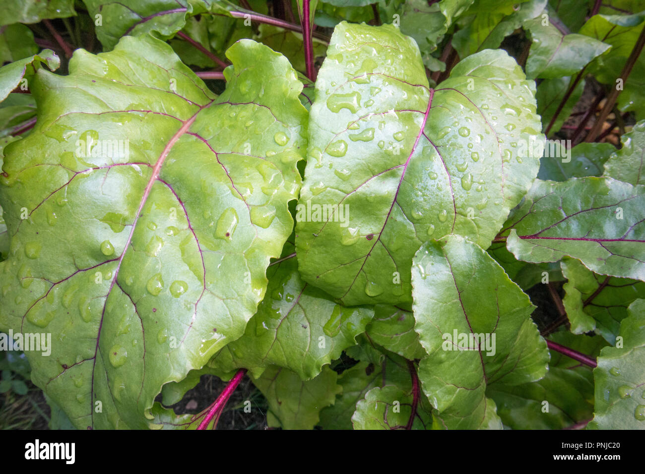 Grande crescita verde foglie di bietola la mattina con gocce di rugiada e striature di colore viola Foto Stock