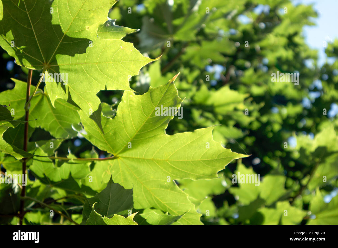 Due verdi crescente di foglie di acero closeup contro il fogliame verde può essere usata come sfondo Foto Stock