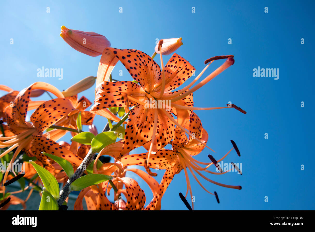 Romantico boccola crescente di Tiger Lillies con stami contro vivid blue sky Foto Stock