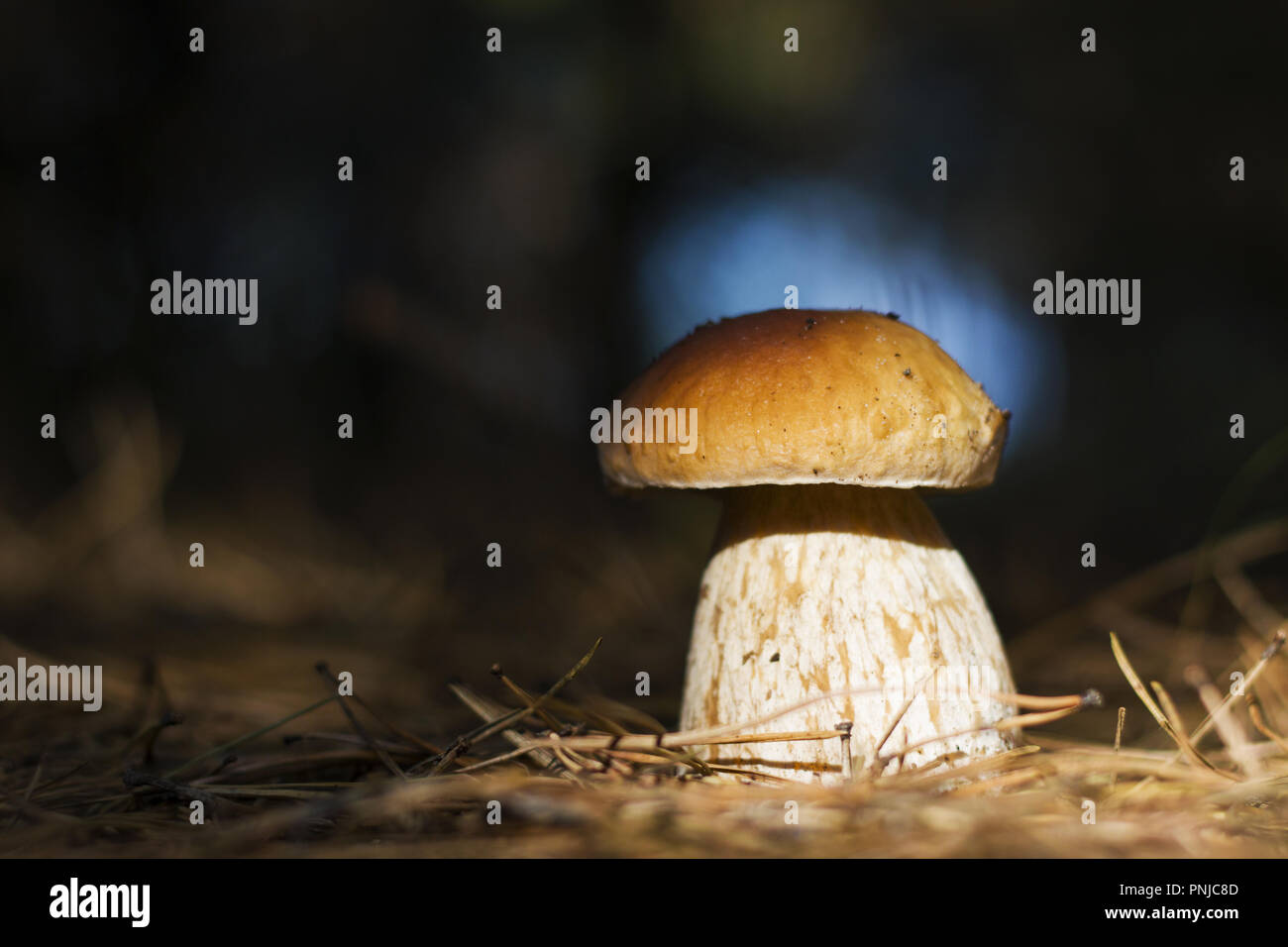 Funghi porcini nei raggi del sole Foto Stock