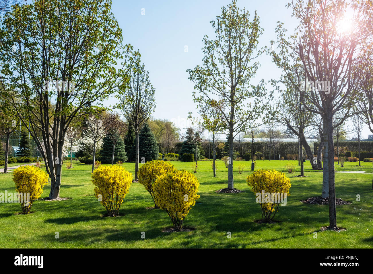 Molla verde soleggiata città park con il trasporto su strada e bellissimi alberi alley Foto Stock