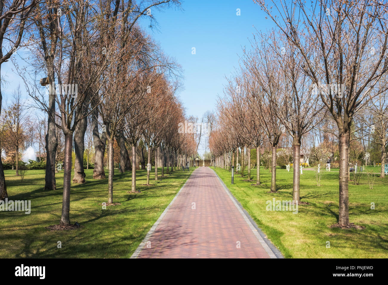 Molla verde soleggiata città park con il trasporto su strada e bellissimi alberi alley Foto Stock