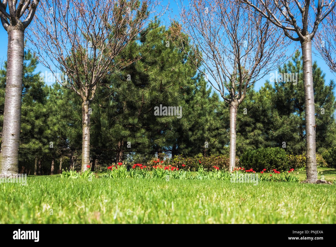 Molla verde soleggiata città parco con bellissimo prato verde prato Foto Stock