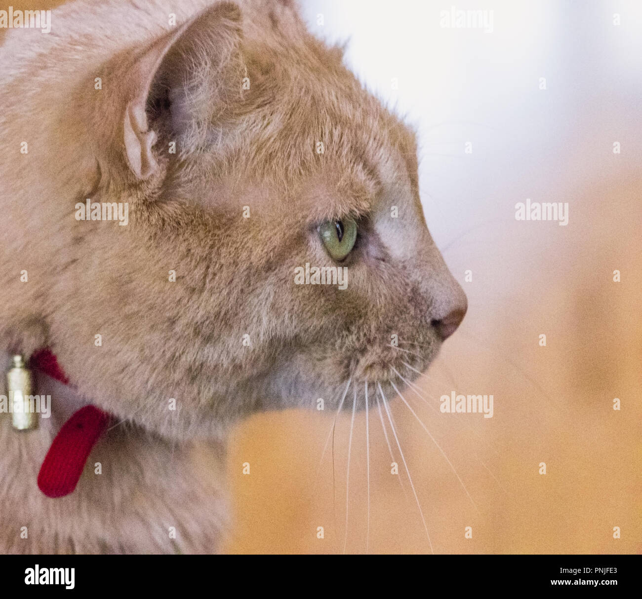 Caramello - Beige gatto con gli occhi verdi Foto Stock