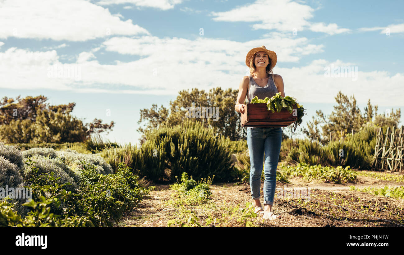 L'agricoltore femmina a piedi attraverso il campo con carte pieno di raccolto di fresco. Giardiniere scatola portante con ortaggi raccolti in giardino. Foto Stock