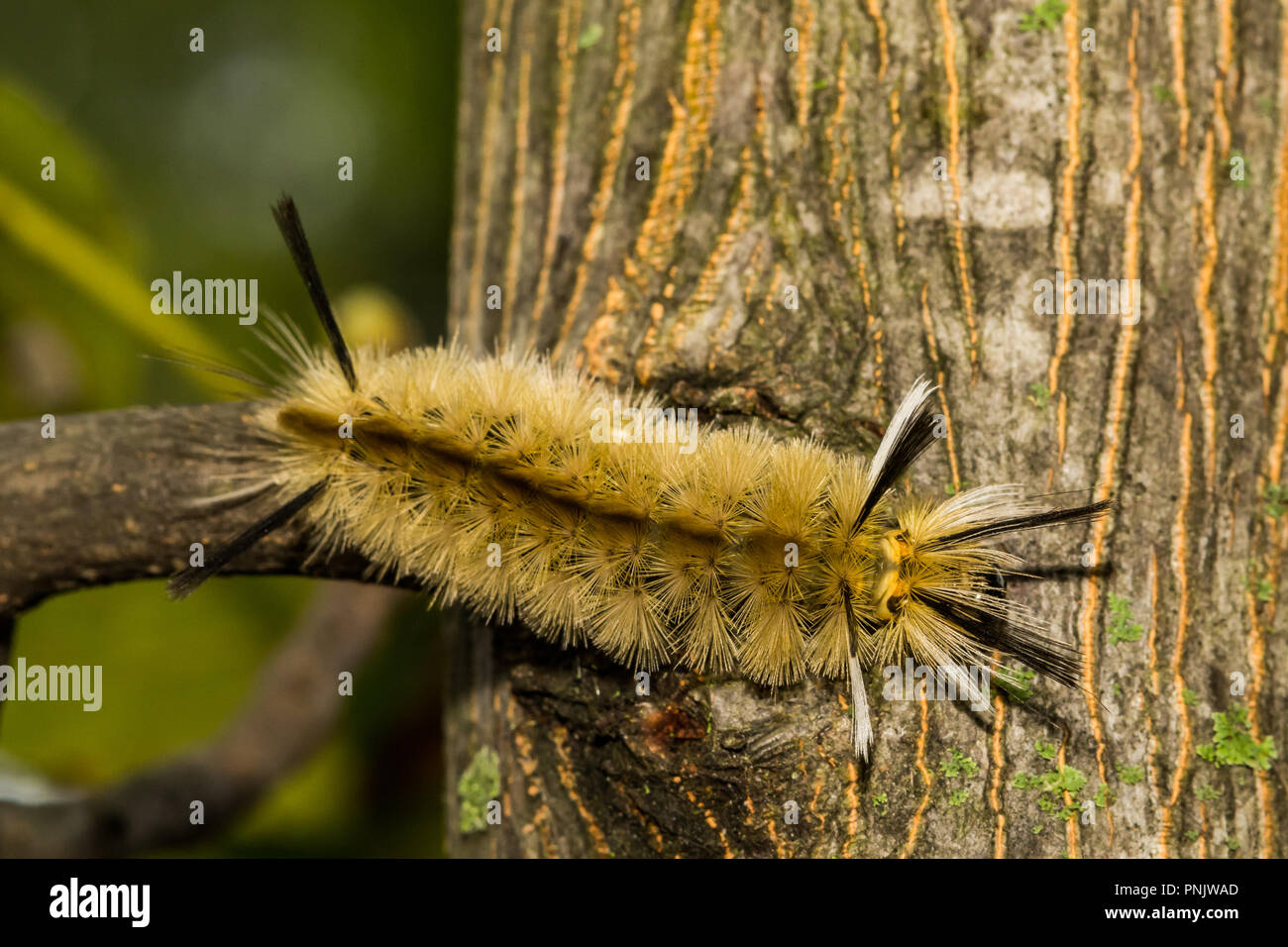 Nastrare Tussock Moth Caterpillar (Halysidota tessellaris) Foto Stock