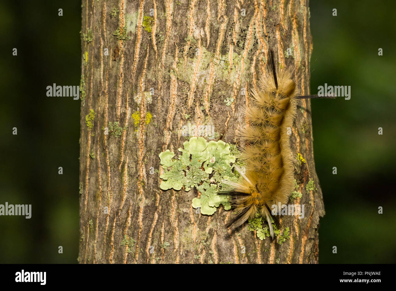 Nastrare Tussock Moth Caterpillar (Halysidota tessellaris) Foto Stock