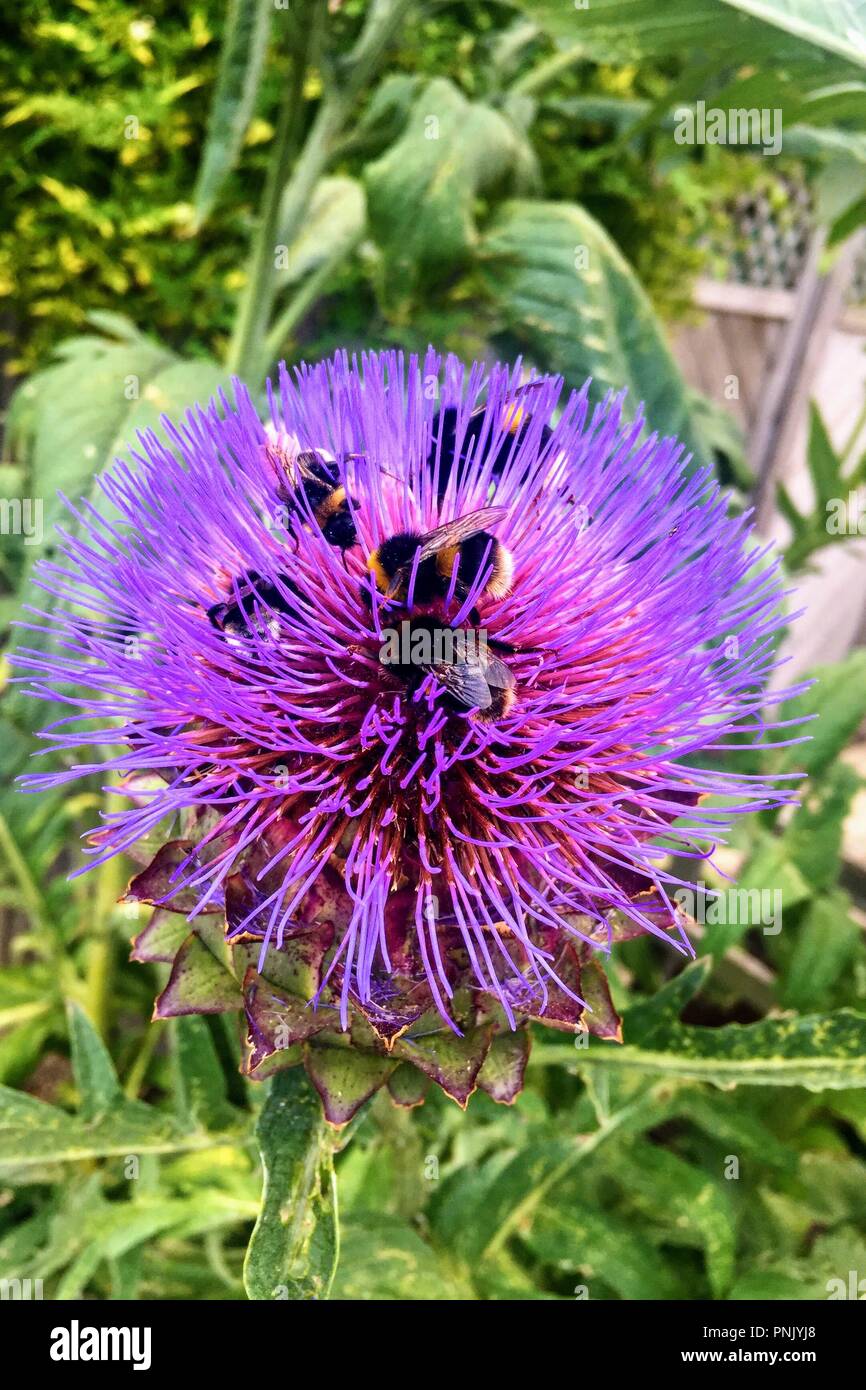 Api su un Thistle Foto Stock