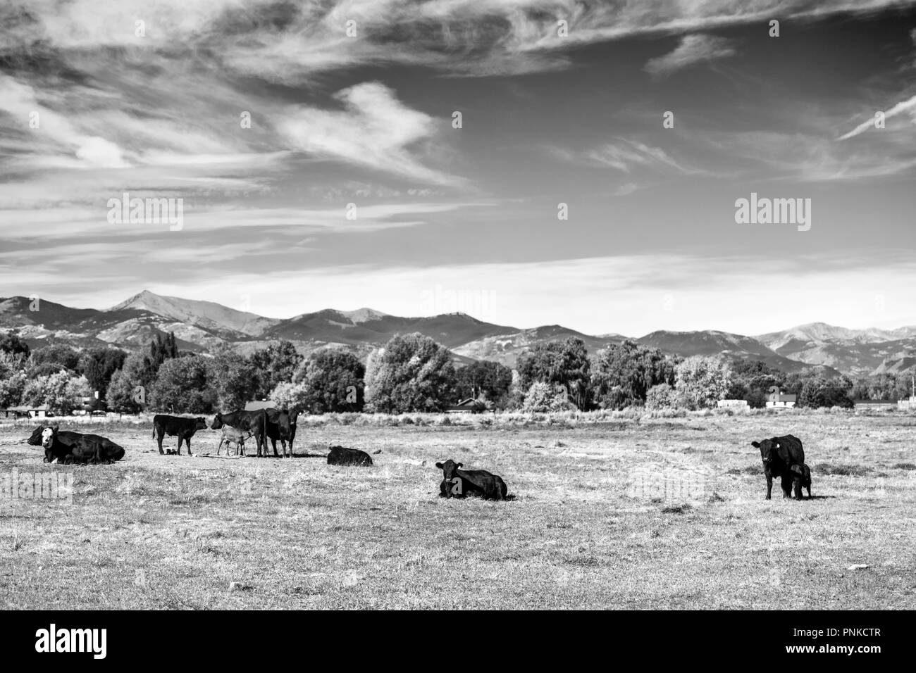 Bianco & Nero vista; Black Angus; Aberdeen Angus; vacche con vitello in pascolo Foto Stock