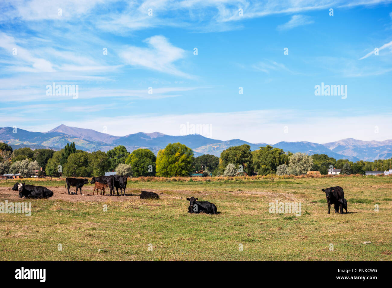 Il Black Angus; Aberdeen Angus; vacche con vitello in pascolo Foto Stock