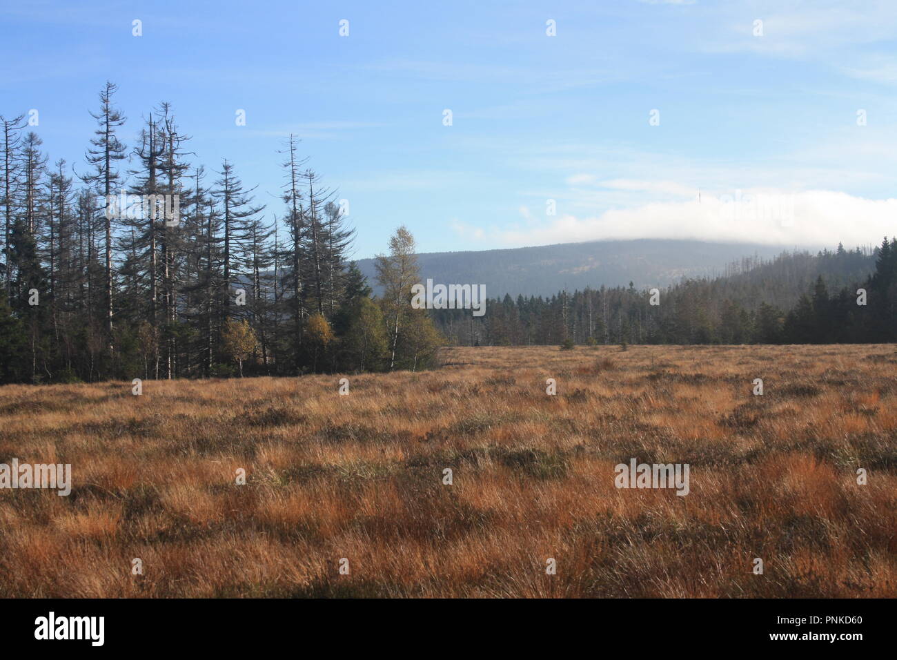 Brockenblick Foto Stock
