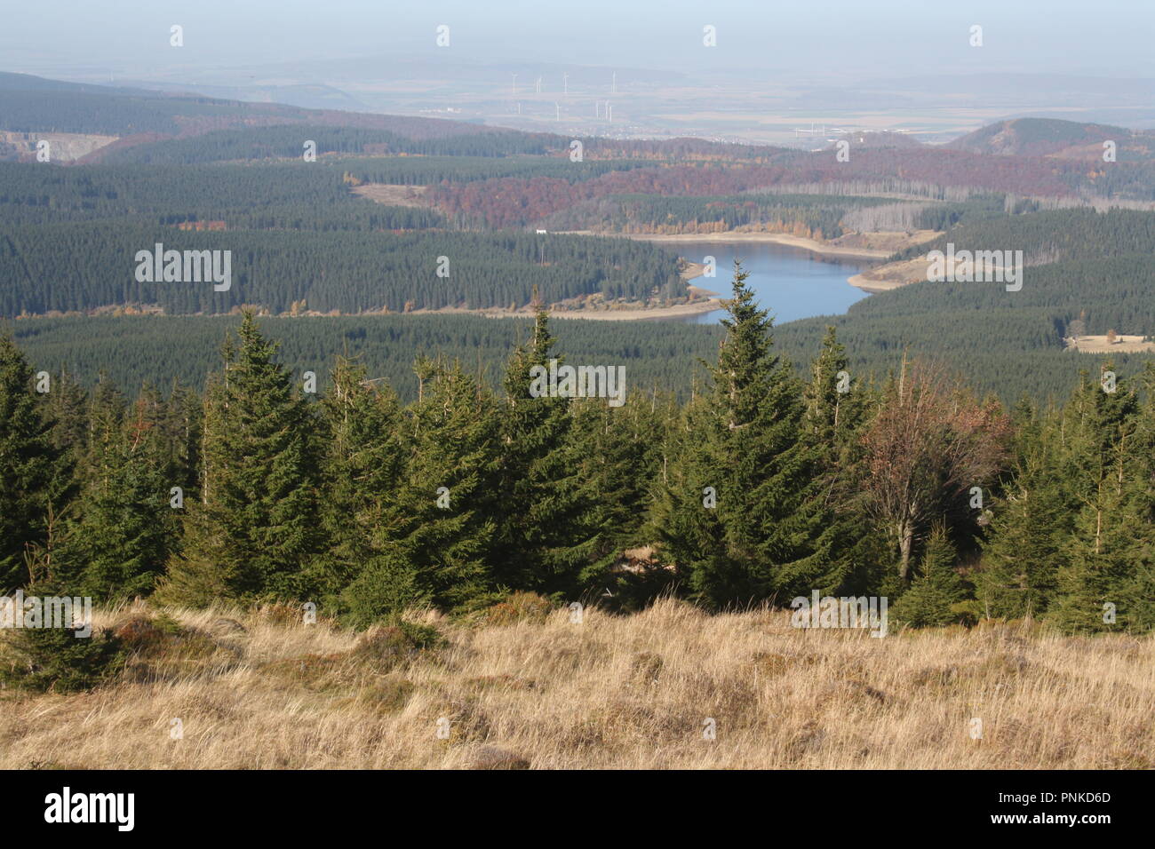 Harz Herbstwald Foto Stock