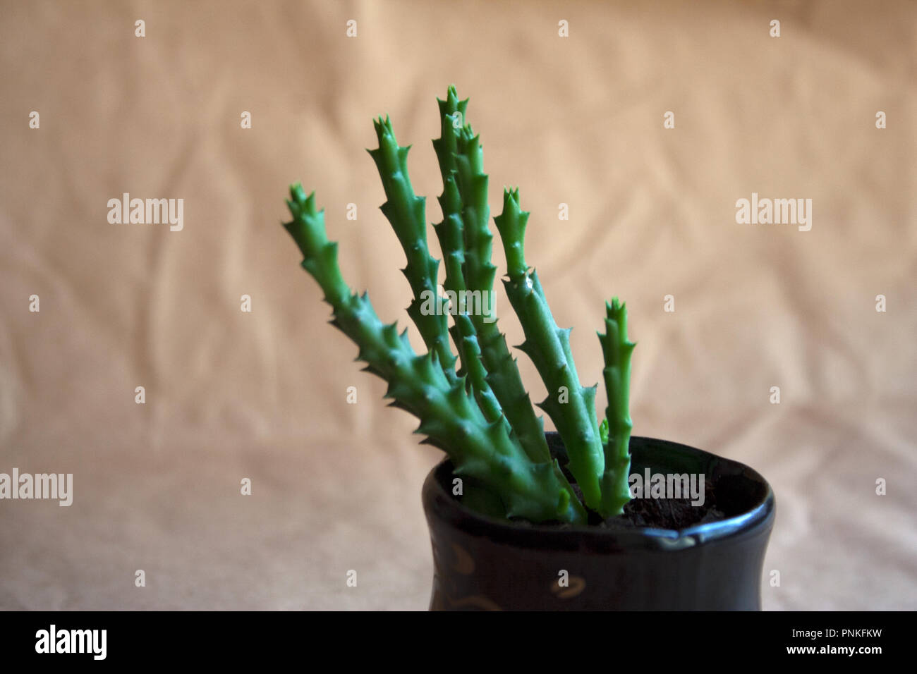 Huernia vasi di piante succulente beige su sfondo della carta da vicino Foto Stock