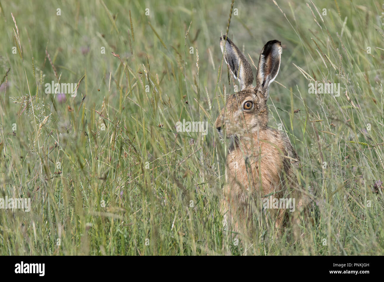 Brown Lepre nascosti in erba lunga delle paludi di Elmley riserva naturale Foto Stock