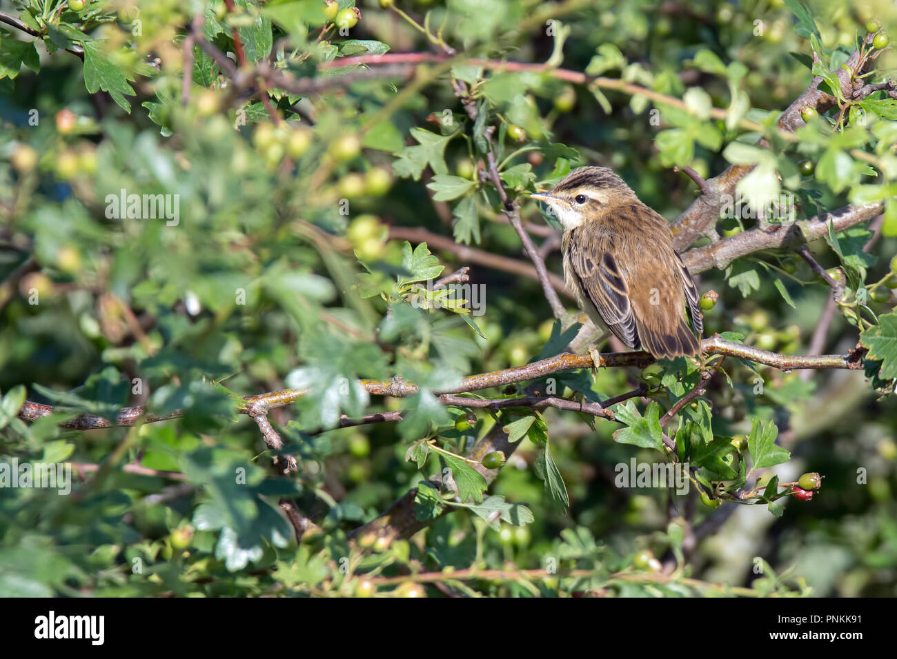 I capretti sedge trillo aspettando pazientemente di essere alimentato Foto Stock