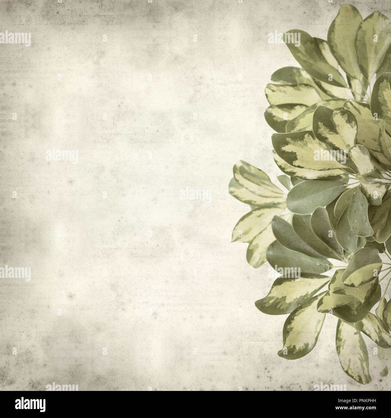 Textured vecchia carta di sfondo variegato con foglie di nana albero ombrello Foto Stock