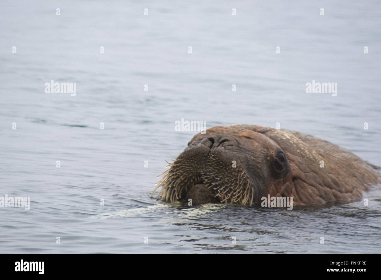 Un bel colpo tricheco nel circolo polare artico. Le isole Svalbard - Norvegia Foto Stock
