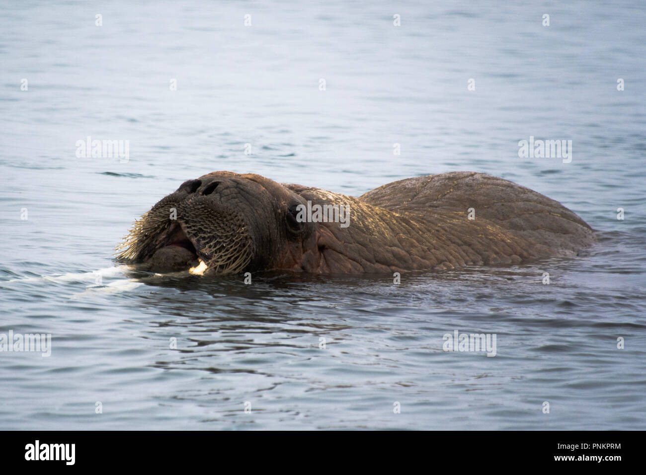 Un bel colpo tricheco nel circolo polare artico. Le isole Svalbard - Norvegia Foto Stock