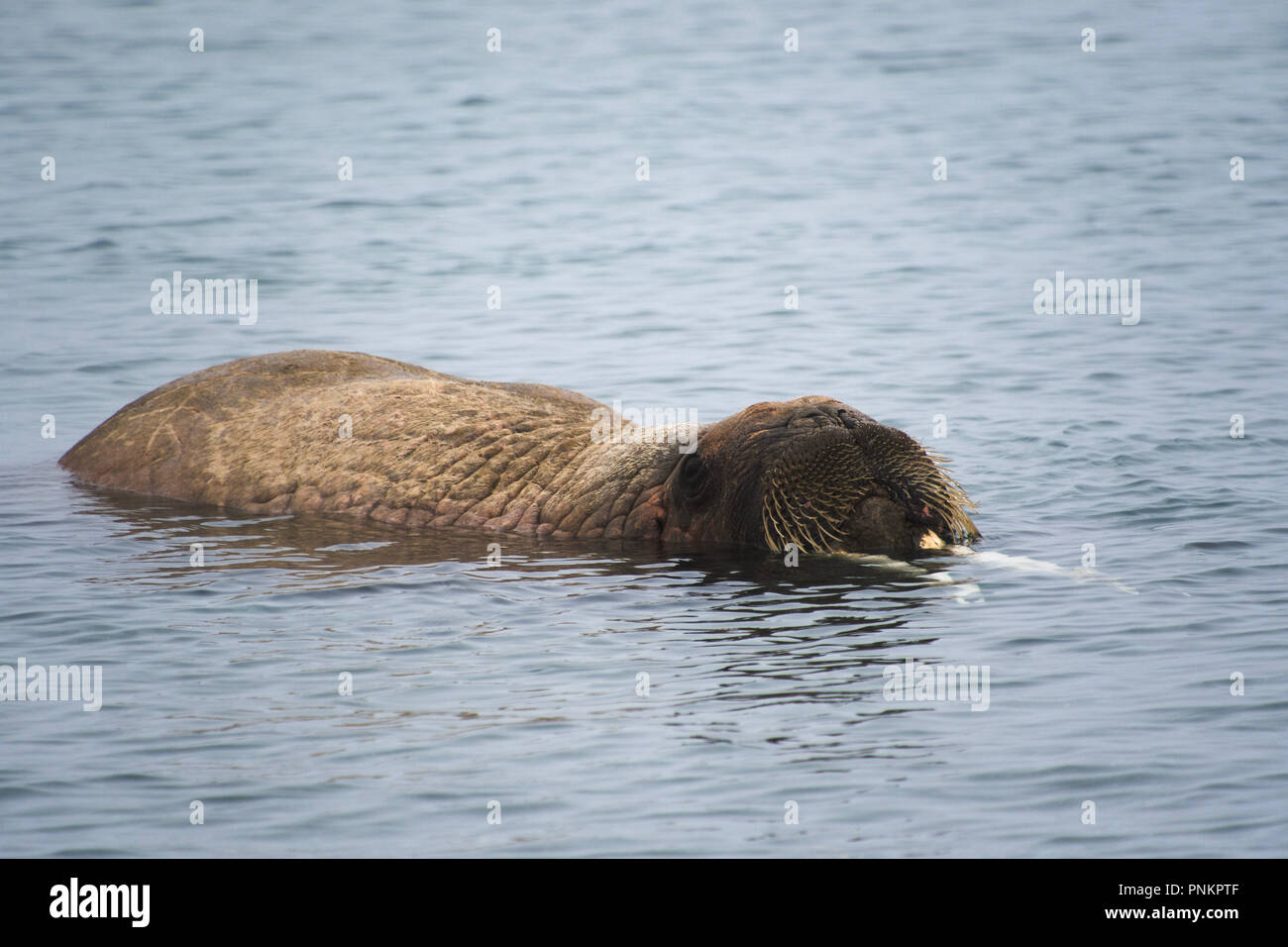 Un bel colpo tricheco nel circolo polare artico. Le isole Svalbard - Norvegia Foto Stock
