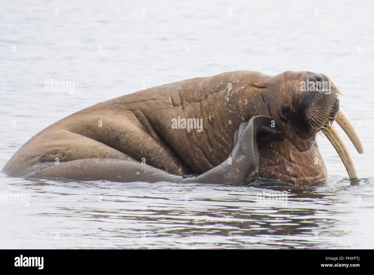 Un bel colpo tricheco nel circolo polare artico. Le isole Svalbard - Norvegia Foto Stock