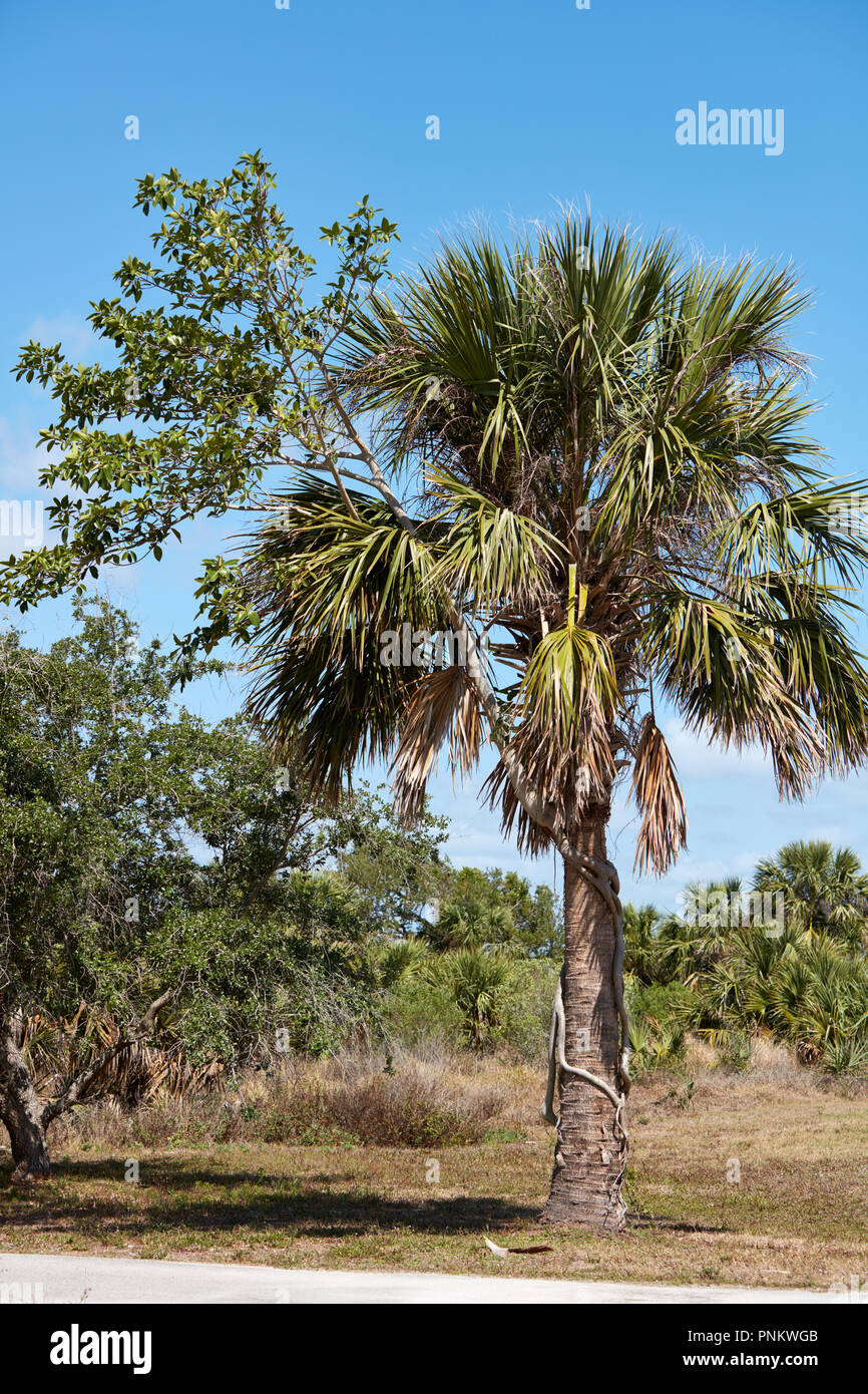 Strangler Fig che cresce su un albero di palma in Pelican Island National Wildlife Refuge, Florida Foto Stock