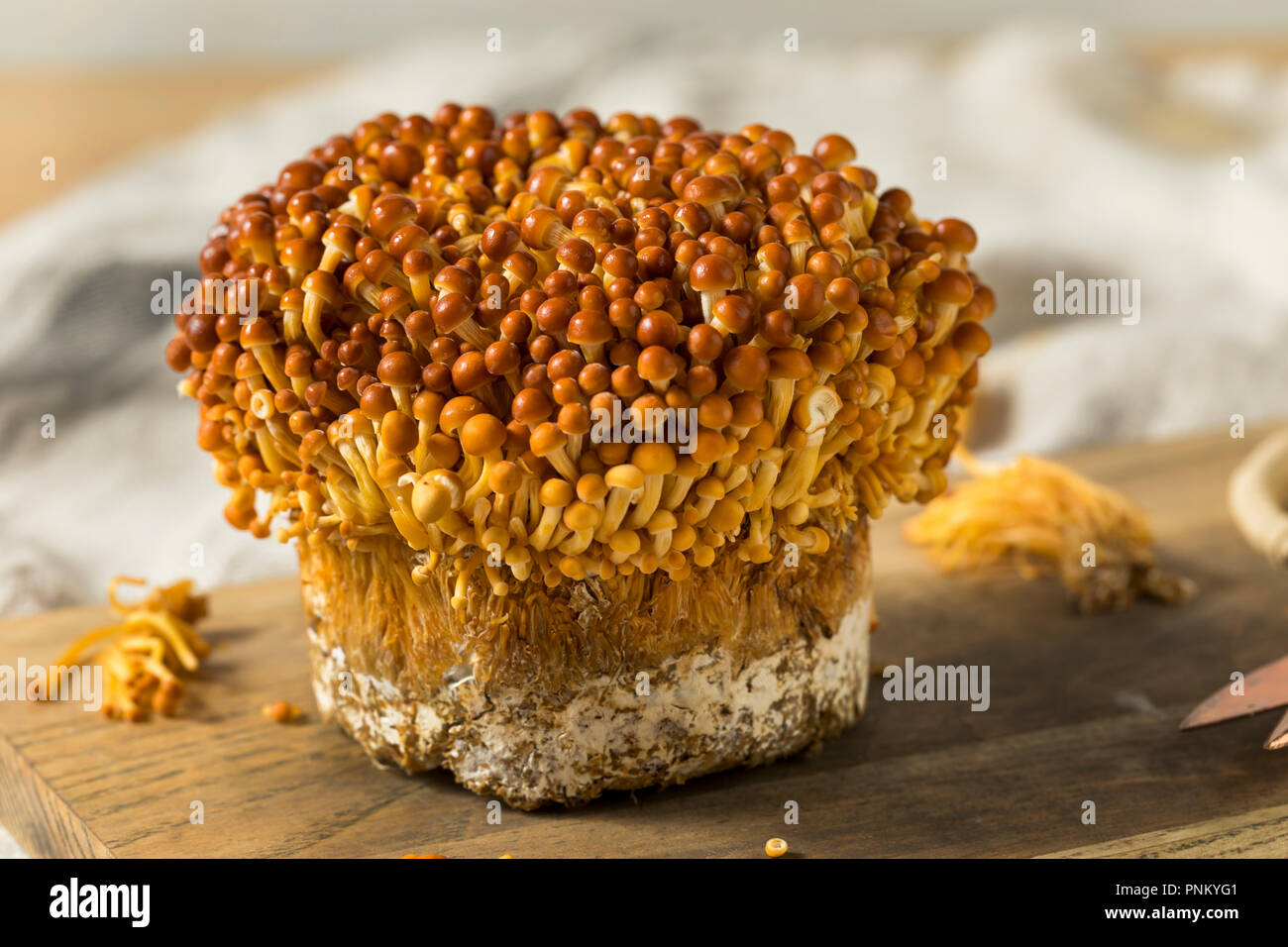 Funghi enoki immagini e fotografie stock ad alta risoluzione - Alamy