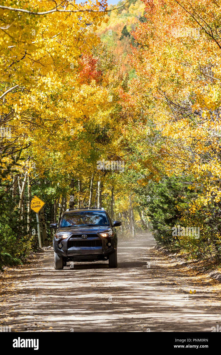 Lo spostamento di un SUV carrello; vista autunnale con foglie di Aspen cambiando colore; strada sterrata CR 200; Marshall Pass Road; central Colorado; USA Foto Stock