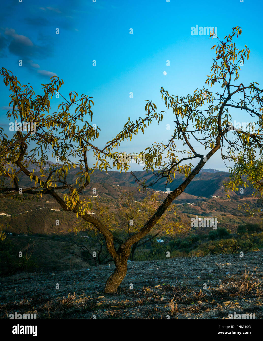 Hilltop mandorlo ceratura di framing luna nel cielo di tramonto nella luce della sera, Axarquia, Andalusia, Spagna Foto Stock