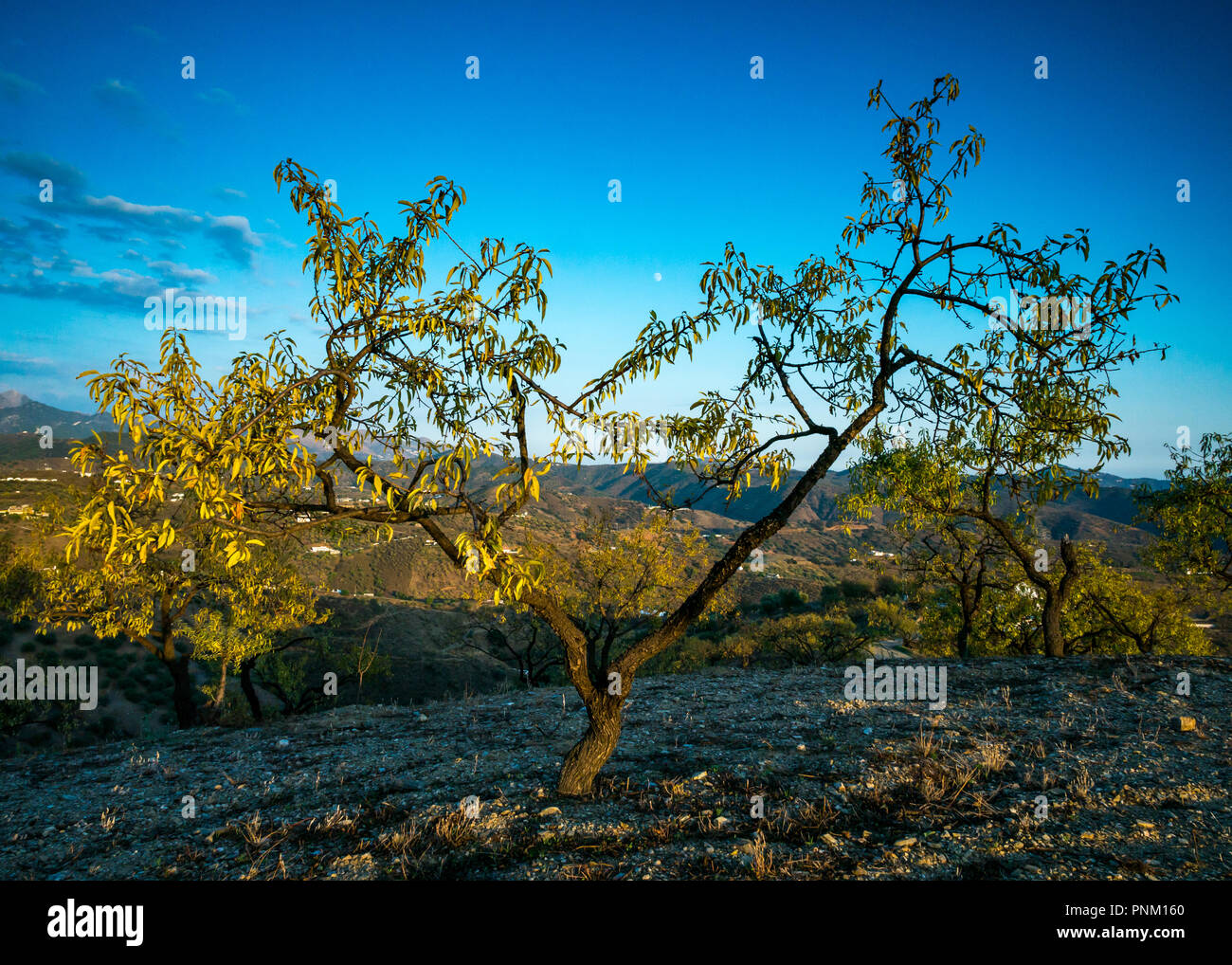 Collina del mandorlo, Prunus amygdalus, Prunus dulcis, framing ceratura luna nel cielo di tramonto nella luce della sera, Axarquia, Andalusia, Spagna Foto Stock