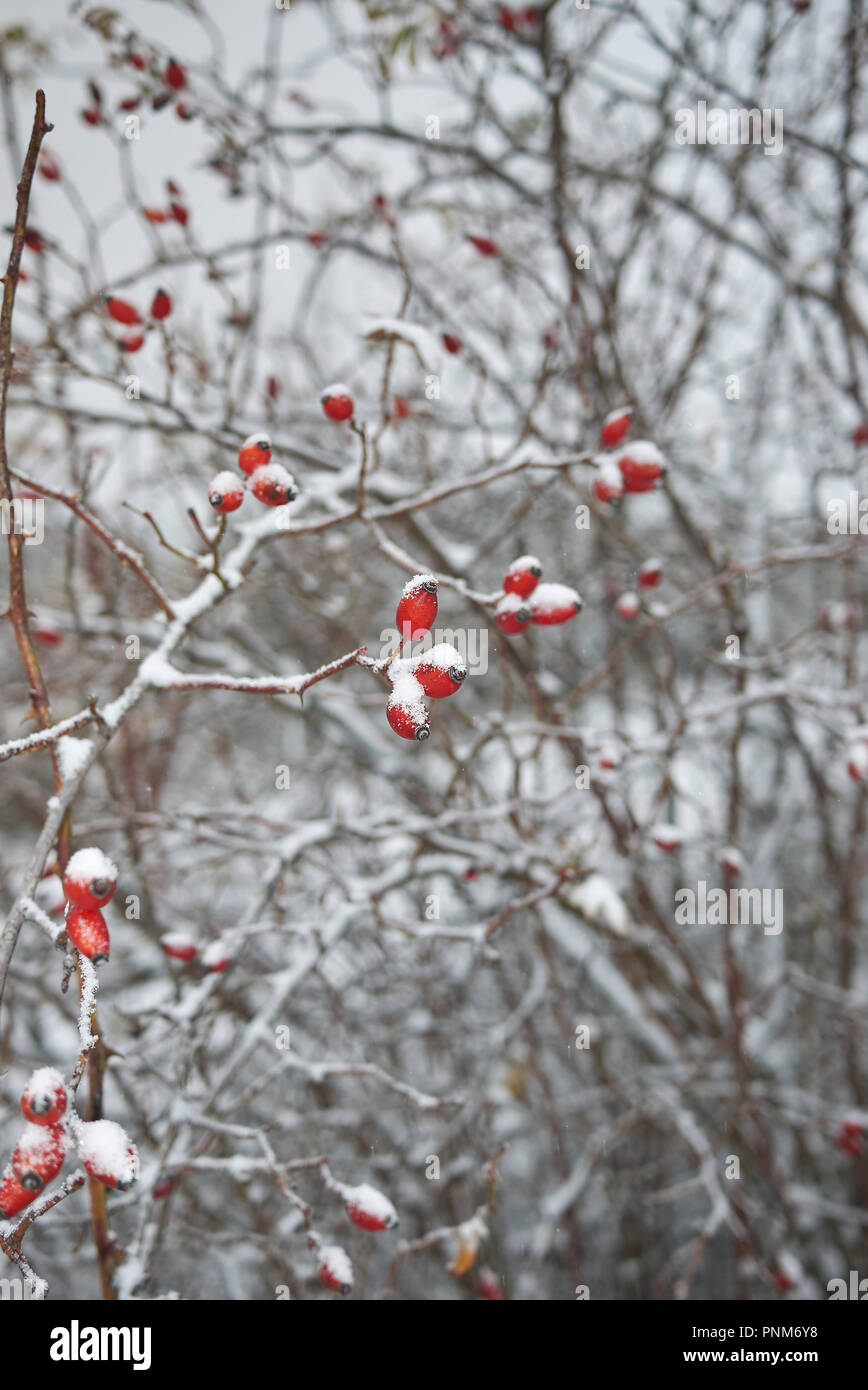 Mature cinorroidi di Rosa canina in inverno Foto Stock