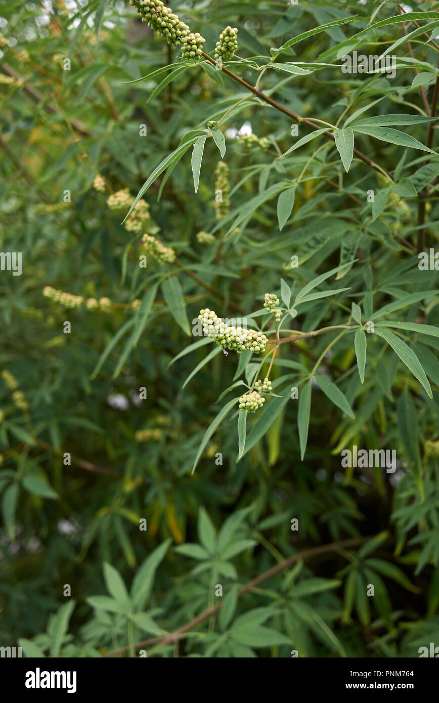 Vitex agnus castus ramo con frutta Foto Stock