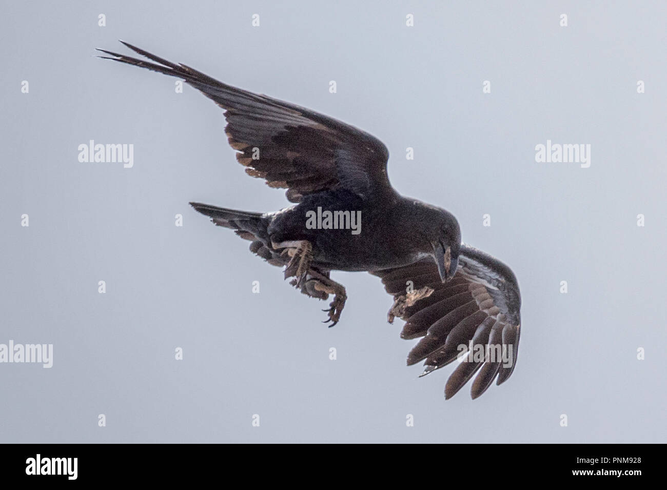 Fan-tailed Raven, Corvus rhipidurus, gocciolando scavengd cibo, Lalibela, Etiopia Foto Stock